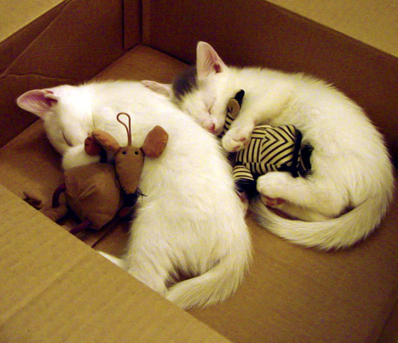 跨越大洋的杀神传说，当篮网遇见浙江，福克斯的唯一性教学